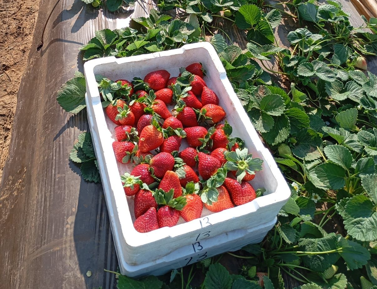 Strawberry varieties